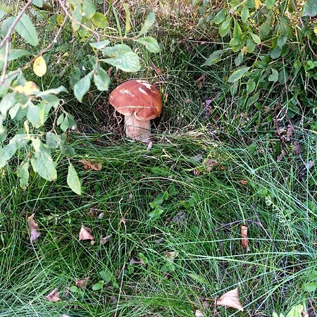 Lägenhet Usebu Radnovice